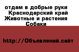 отдам в добрые руки - Краснодарский край Животные и растения » Собаки   